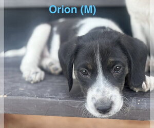Border Collie-Unknown Mix Dogs for adoption in Tabernash, CO, USA