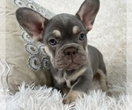 Small #4 French Bulldog
