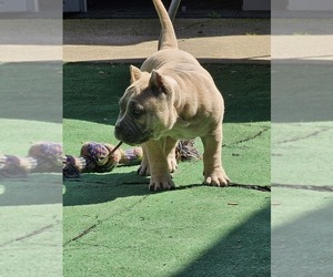 American Bully Puppy for sale in E PALO ALTO, CA, USA