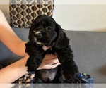 Small #3 Cocker Spaniel
