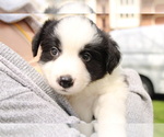 Small Photo #7 Border Collie Puppy For Sale in BRYANTOWN, MD, USA