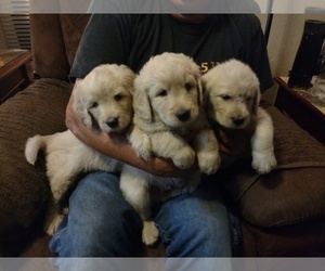 Labradoodle-Poodle (Standard) Mix Puppy for sale in SUTHERLIN, OR, USA