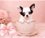 Small Chihuahua
