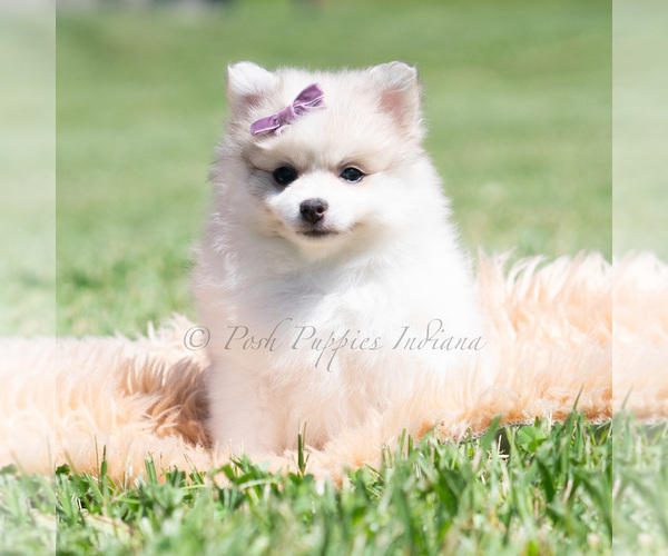 Medium Photo #6 Pomeranian Puppy For Sale in WARSAW, IN, USA