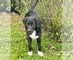 Small #2 Labrador Retriever Mix
