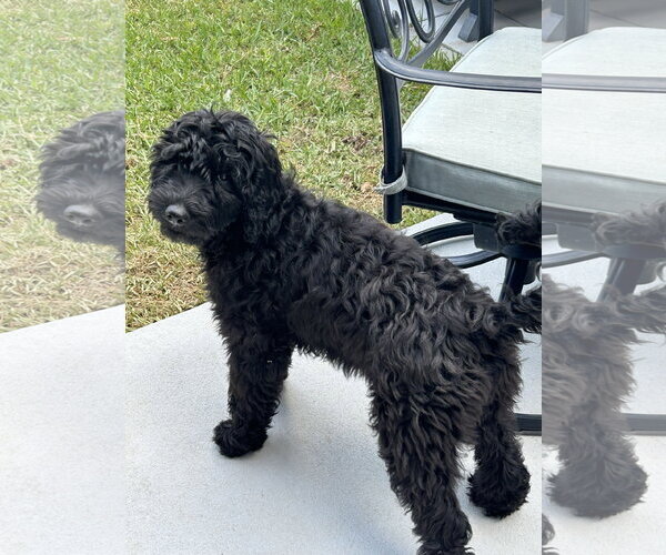 Medium Photo #2 Goldendoodle Puppy For Sale in Fort Worth, TX, USA