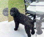 Small #1 Goldendoodle
