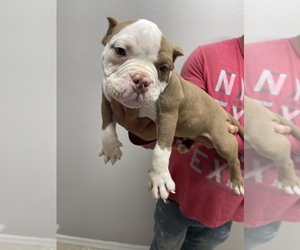 American Bully Puppy for sale in TAMPA, FL, USA