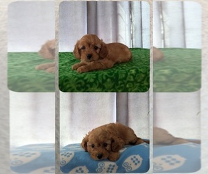 Cavapoo Litter for sale in DUNNVILLE, KY, USA