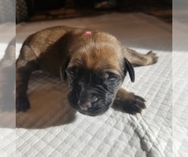 Medium Photo #1 Mastiff Puppy For Sale in FULTON, NY, USA