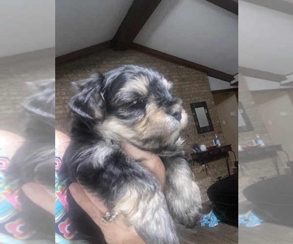 Medium Photo #5 Morkie Puppy For Sale in LUBBOCK, TX, USA