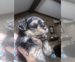 Small Photo #5 Morkie Puppy For Sale in LUBBOCK, TX, USA