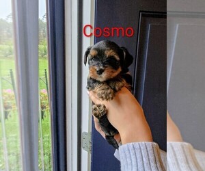 Yorkshire Terrier Puppy for Sale in EAST BRIDGEWATER, Massachusetts USA