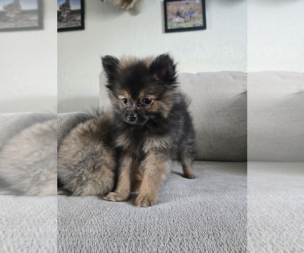 Medium Photo #2 Pomeranian Puppy For Sale in BRONSON, MI, USA