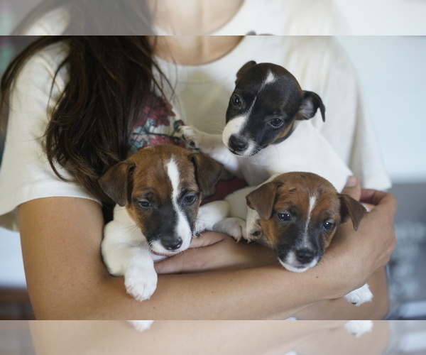 Medium Photo #5 Jack Russell Terrier Puppy For Sale in BELLVILLE, TX, USA