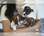 Small #4 Jack Russell Terrier