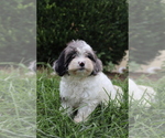 Small #5 Cavapoo