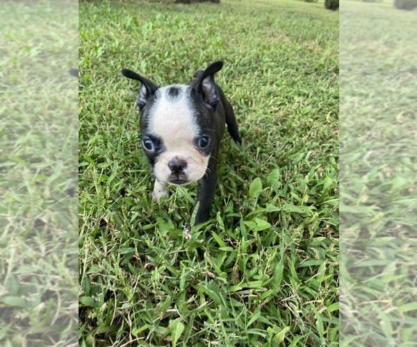 Medium Photo #10 Boston Terrier Puppy For Sale in FREDONIA, KS, USA