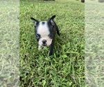 Small #9 Boston Terrier