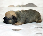 Small Photo #23 French Bulldog Puppy For Sale in WINNSBORO, TX, USA