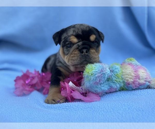 Medium Photo #2 English Bulldog Puppy For Sale in DENVER, PA, USA