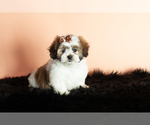 Small Photo #2 Zuchon Puppy For Sale in WOLCOTTVILLE, IN, USA