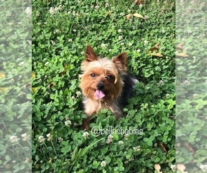 Father of the Yorkshire Terrier puppies born on 01/11/2022