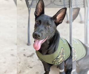 Shepradors Dogs for adoption in Phoenix, AZ, USA