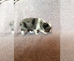 Small Photo #3 Australian Shepherd Puppy For Sale in BUCKLEY, WA, USA