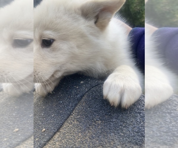 Medium Photo #4 Swiss Shepherd-Timber Wolf Mix Puppy For Sale in MAD RIVER, CA, USA