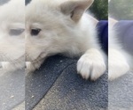 Small Photo #4 Swiss Shepherd-Timber Wolf Mix Puppy For Sale in MAD RIVER, CA, USA