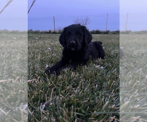 Medium Photo #6 Labradoodle Puppy For Sale in WILLCOX, AZ, USA