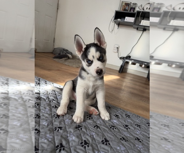 Medium Photo #1 Siberian Husky Puppy For Sale in LEVITTOWN, PA, USA