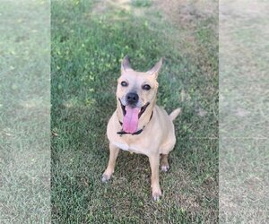 Crosby - Female Labrador Retriever-Unknown Mix Dog for Adoption - Photo #6