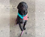 Small #14 Labrador Retriever Mix