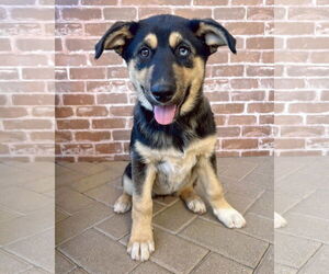 Gerberian Shepsky Dogs for adoption in Corona, CA, USA