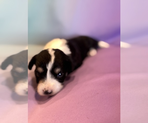 Medium Photo #6 Corgipoo Puppy For Sale in LONGMONT, CO, USA