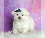 Small #3 Maltese