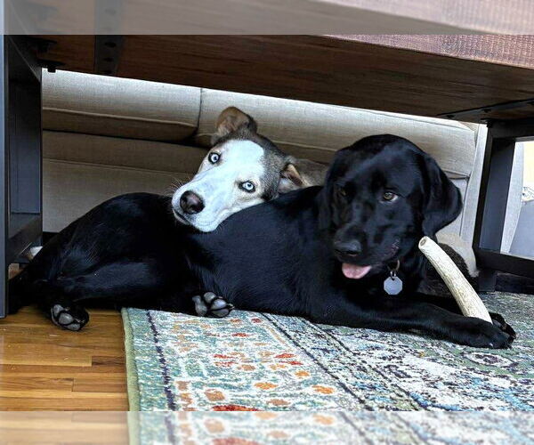 Medium Photo #11 Huskies -Unknown Mix Puppy For Sale in Boonton, NJ, USA