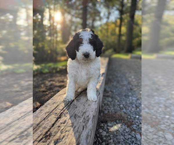 Medium Photo #5 Miniature Bernedoodle Puppy For Sale in DENVER, PA, USA