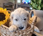 Puppy 2 Goldendoodle