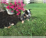Small Photo #3 Australian Cattle Dog Puppy For Sale in AUGSBURG, IL, USA