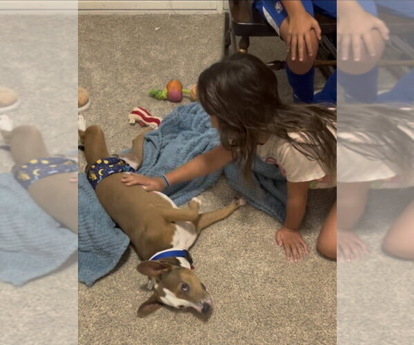 Medium Photo #4 Basenji-Unknown Mix Puppy For Sale in Lakewood, CO, USA