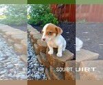Puppy Squirt Jack Russell Terrier