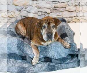 Roy - Male Bulldog-Unknown Mix Dog for Adoption - Photo #4