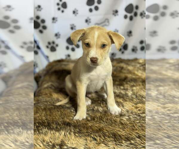 Medium Photo #3 Beagle-Unknown Mix Puppy For Sale in SHERBURNE, NY, USA