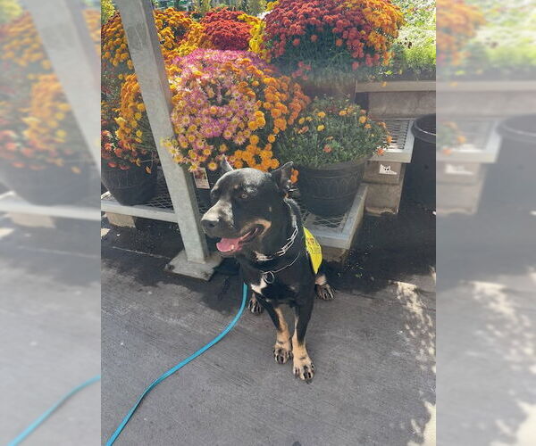 Medium Photo #2 Doberman Pinscher-Staffordshire Bull Terrier Mix Puppy For Sale in Woodland Hills, CA, USA