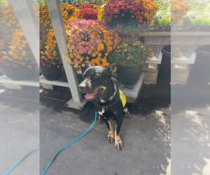 VITO - Male Doberman Pinscher-Staffordshire Bull Terrier Mix Dog for Adoption - Photo #2