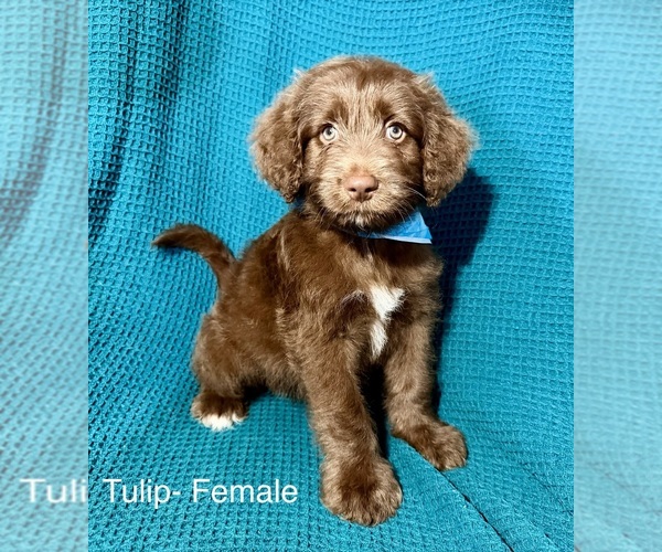 Medium Photo #18 Labradoodle-Miniature Australian Shepherd Mix Puppy For Sale in MANSFIELD, TX, USA