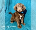 Small #17 Labradoodle-Miniature Australian Shepherd Mix